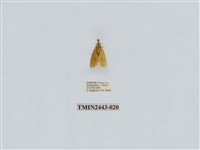 藏品(燈蛾29)的圖片